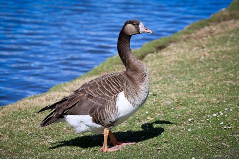 goose similar to canada goose